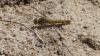 Orthetrum brunneum
